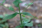 Roundleaf thoroughwort